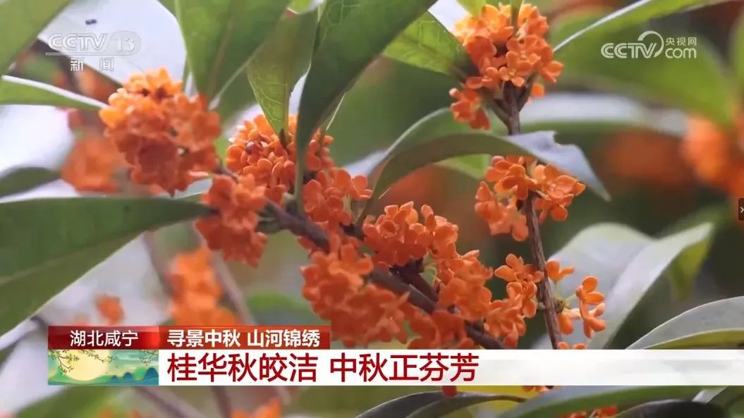 汇旺娱乐