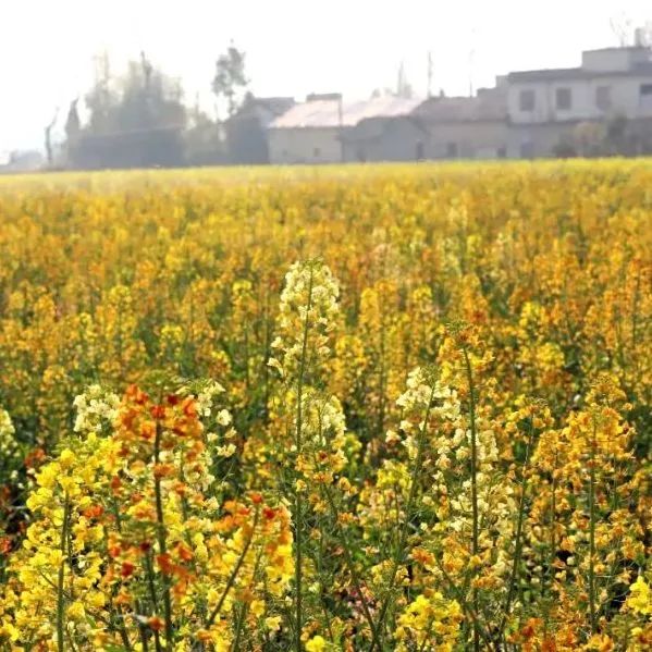 汇旺娱乐